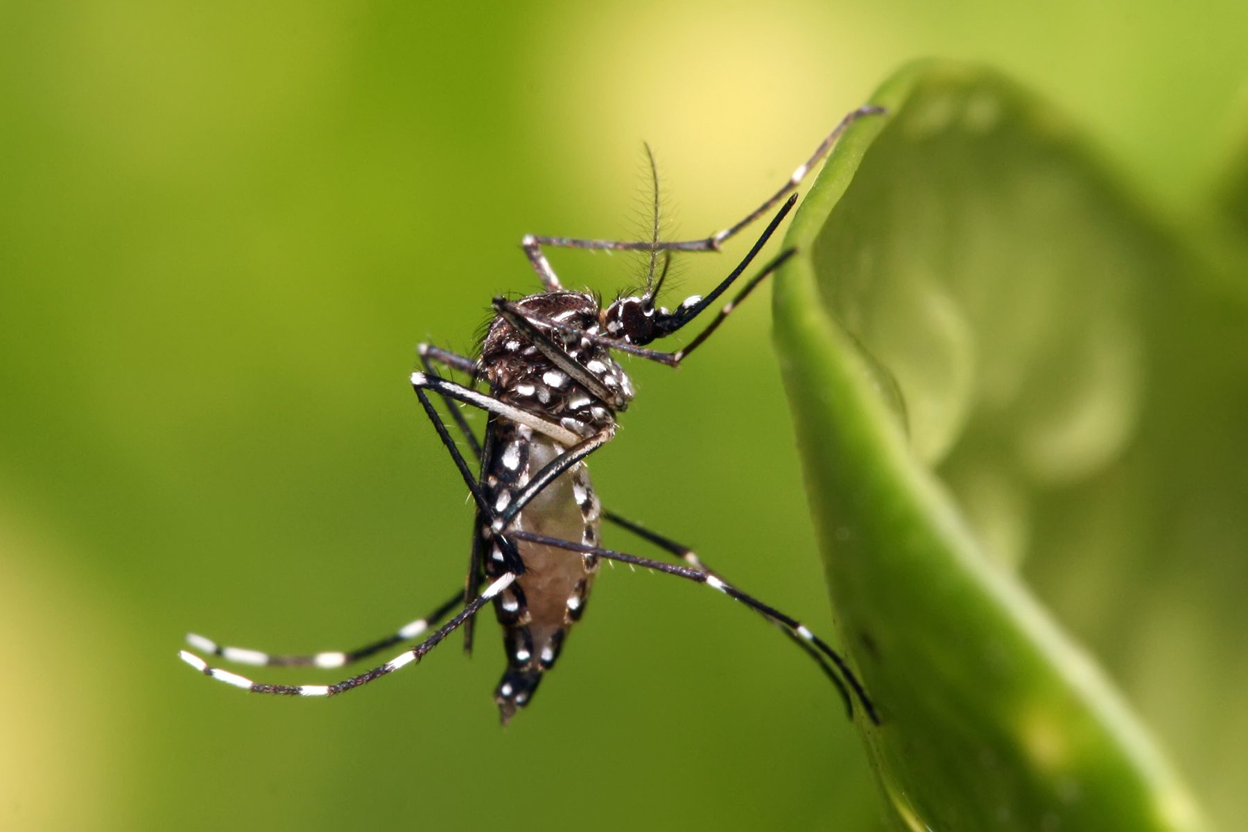 Gravataí tem sete casos confirmados de dengue