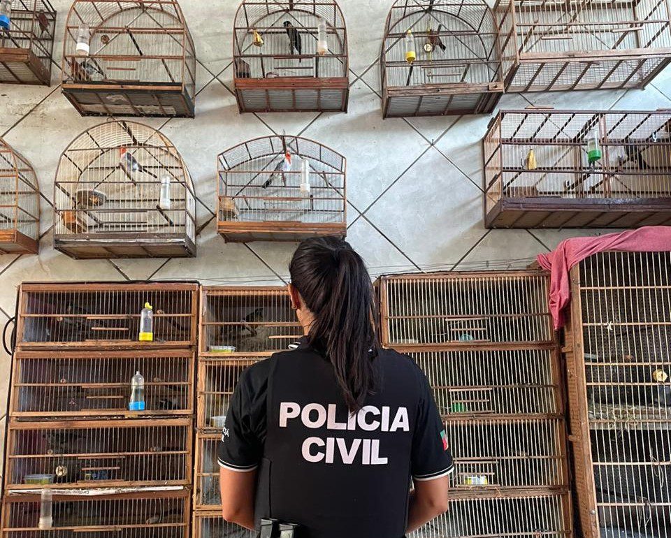 Polícia apreende 30 aves silvestres em residência de Cachoeirinha
