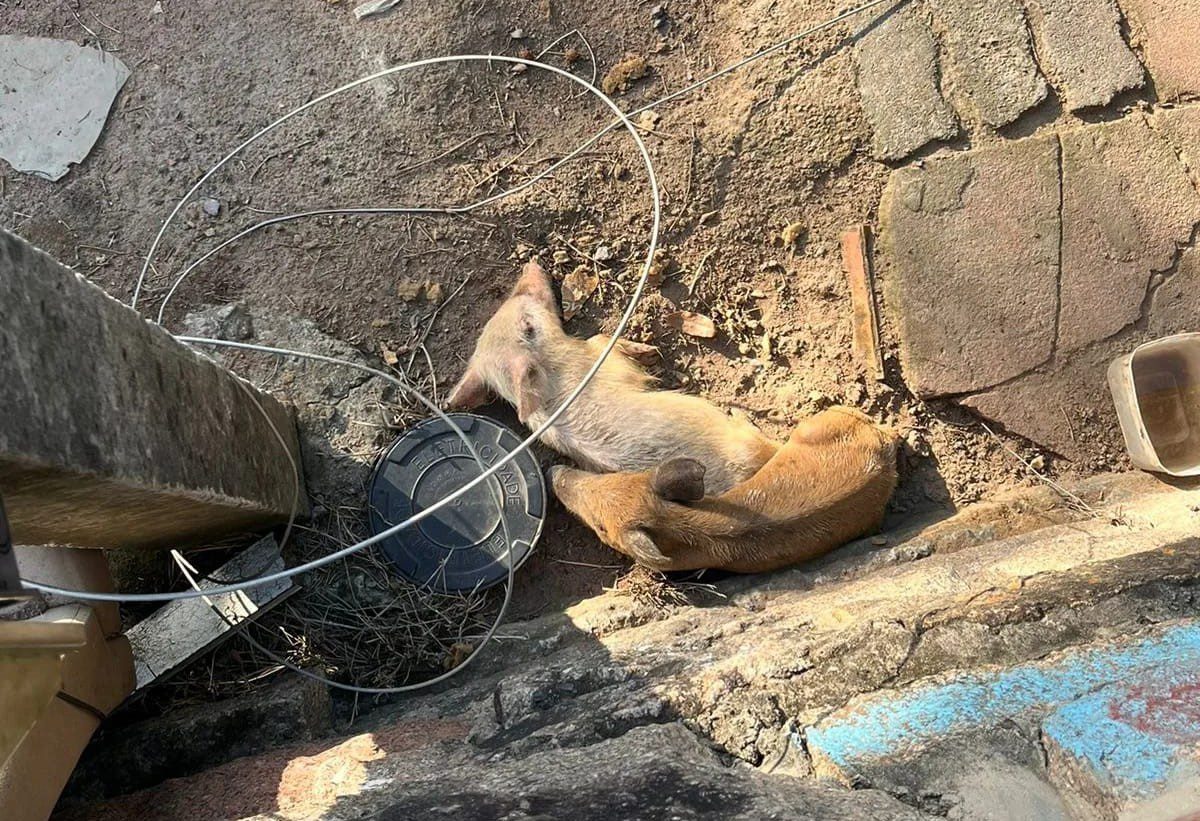 Após denúncia de maus-tratos, um cão e dois porcos são resgatados em Gravataí