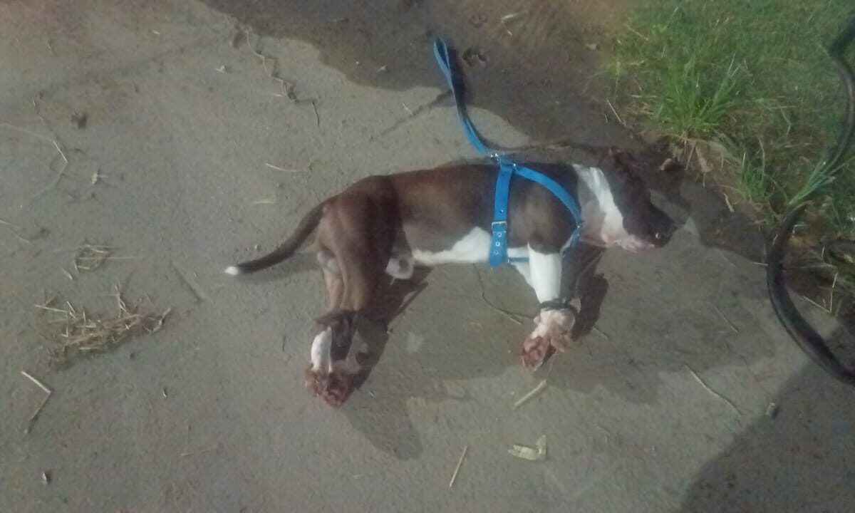 Com sinais de violência, cão da raça pitbull é encontrado morto em Gravataí