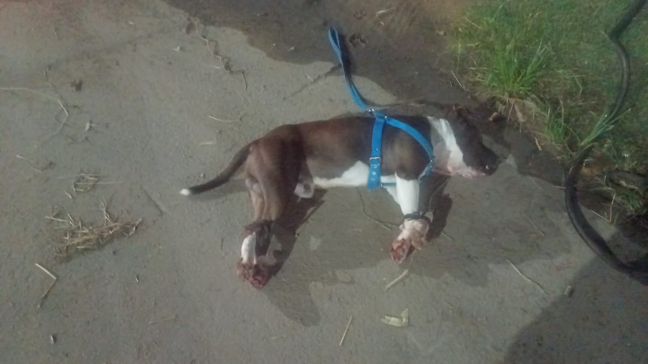 Com sinais de violência, cão da raça pitbull é encontrado morto em Gravataí