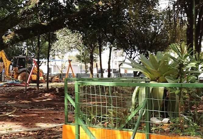 Devido à revitalização no Centro, algumas árvores serão transplantadas em Gravataí