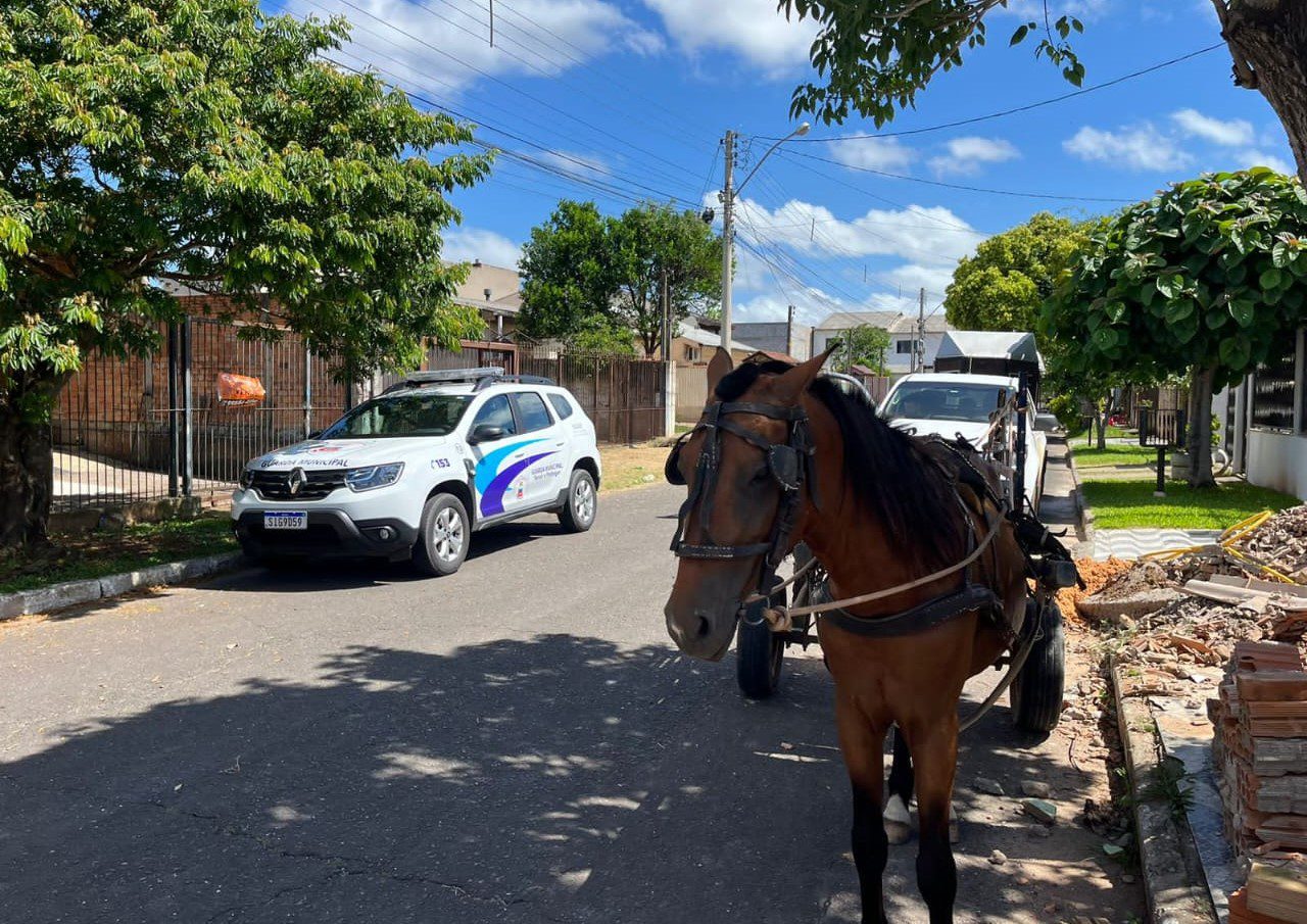 Maus-tratos a cavalos reduziram em 90% após proibição das carroças em Gravataí