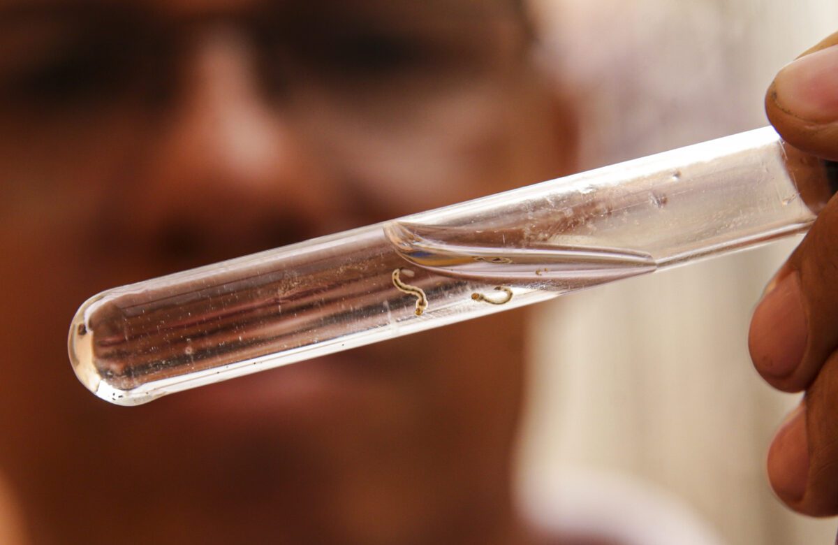 RS chega a 34 mortes por dengue; Gravataí registra primeiro óbito
