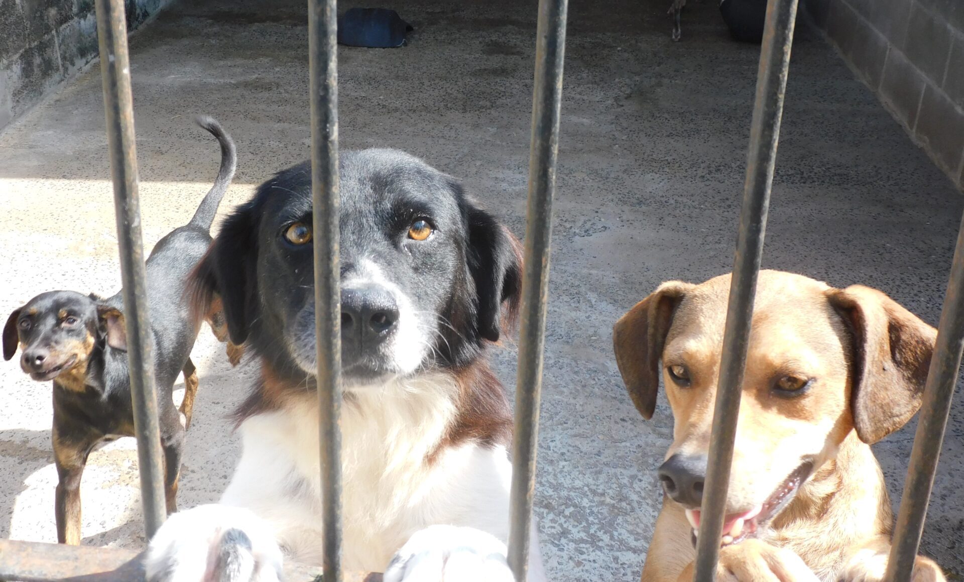Mais de 200 animais em Gravataí estão esperando um lar; veja onde e como adotar