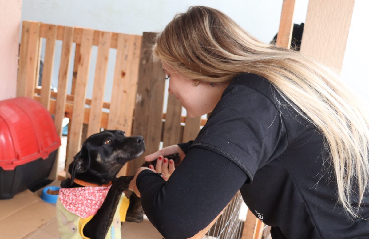 Clínica veterinária de Gravataí se une a protetora para acolhimento de animais