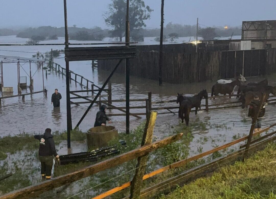 Quinze cavalos, duas vacas e um porco são resgatados em Gravataí após ficarem ilhados