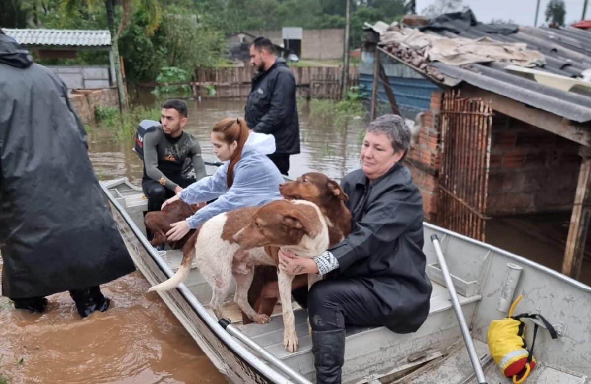 Vaquinha busca comprar barco para voluntários de Gravataí que resgataram centenas de animais