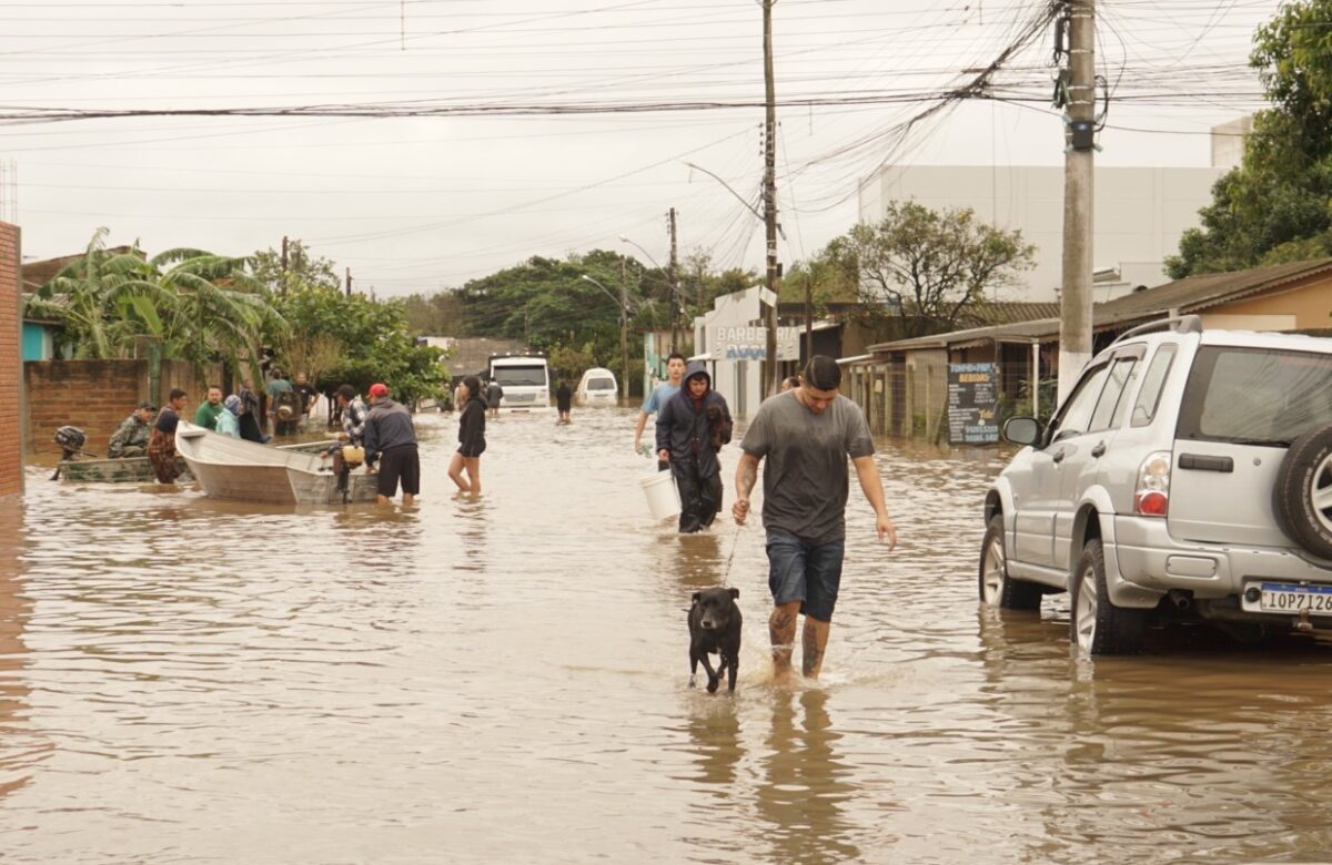 Cães e gatos resgatados em Cachoeirinha e Gravataí também precisam de doações