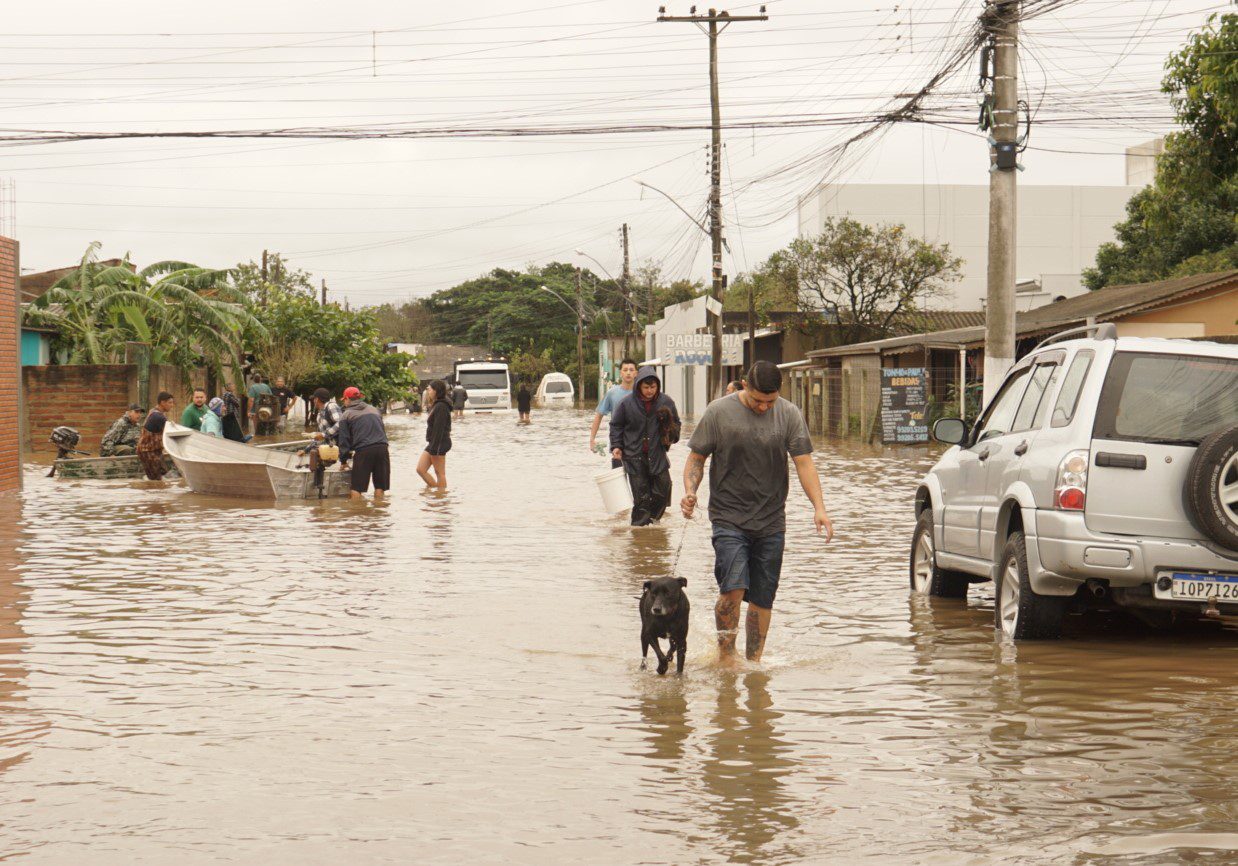 Cães e gatos resgatados em Cachoeirinha e Gravataí também precisam de doações