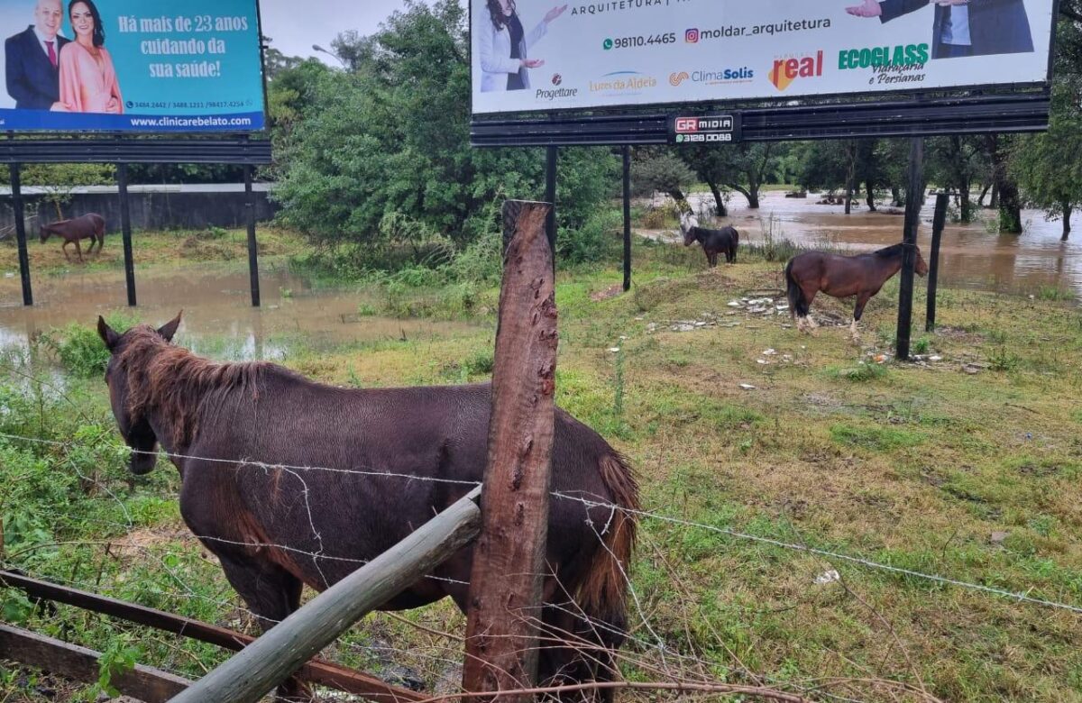 Mais de dez cavalos estão ilhados em área de Gravataí