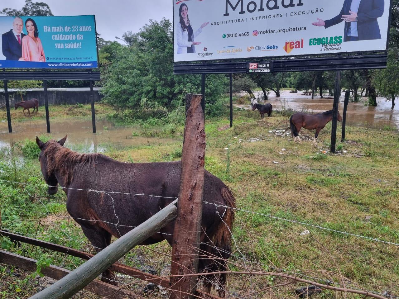 Mais de dez cavalos estão ilhados em área de Gravataí