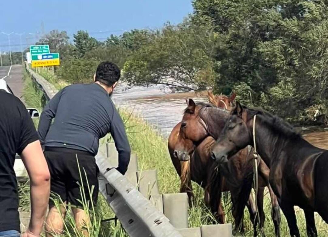 Gravataienses ajudam a resgatar cavalos em Esteio e acolhem os animais em sítio na ERS-020